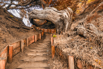 Wall Mural - Twisted tree on the Land's End Trail leading to Mile Rock Beach in San Francisco, California, Golden Gate National Recreation Area