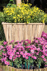 Wall Mural - Decorative big bamboo pot with Yellow and pink chrysanthemum flowers growing in garden background