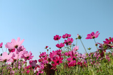 Cosmos Bipinnatus Pink Flower Field Or Colorful Mexican Aster Blooming On Bright Blue Sky In Garden Summer Scenic Background