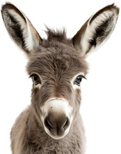 Baby Donkey Isolated On Transparent Background. PNG