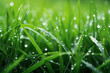 Green grass with water drops. Beauty and purity of environment
