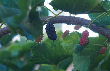 Wall Mural - Red mulberries on mulberry branches