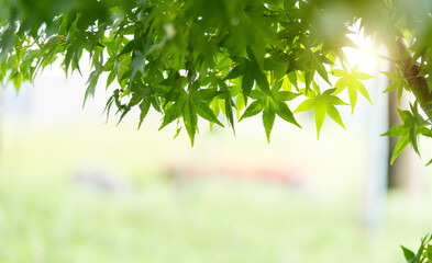 Wall Mural - Background of green maple leaves