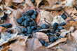 Roe Deer Droppings in a Italy Forest on a Background with dry Leaves. Fresh Manure of European Roe Cervine (Capreolus capreolus) in the Greenwood. Doe Scat in a Grove. Roe Hart Excrement in the Wood.