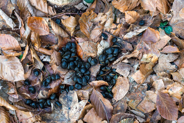 Roe Deer Droppings in a Italy Forest on a Background with dry Leaves. Fresh Manure of European Roe Cervine (Capreolus capreolus) in the Greenwood. Doe Scat in a Grove. Roe Hart Excrement in the Wood.