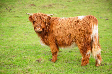 Wall Mural - highland cow calf in winter with two pointed horns, shaggy orange coat and unusual white markings. f