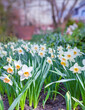 Spring in the garden, spring flowers, yellow daffodils, white narcissi, sunny morning in the garden.
