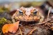 toad camouflaged among fallen leaves