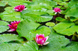 Pink aquatic waterlily flowers in a pond