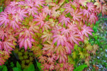 Wall Mural - Pink foliage of the weeping Laceleaf Japanese Maple tree (Acer palmatum)