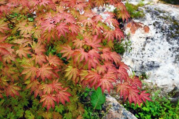 Wall Mural - Pink foliage of the weeping Laceleaf Japanese Maple tree (Acer palmatum)