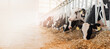Cows holstein eating hay in cowshed on dairy farm with sunlight in barn. Banner modern meat and milk production or livestock industry