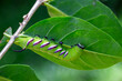 Privet Hawkmoth Caterpillar on leaf