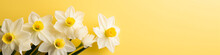 Banner White Daffodils On A Bright Yellow Background. Copy Space, Place For Text. Spring And Springtime Concept.