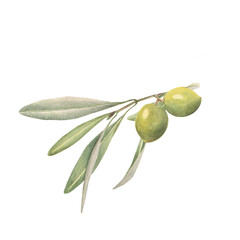 Wall Mural - The olive branch with green olive