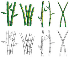 Set Of Bamboo Illustration Drawing. Bamboo Tree Line Art 