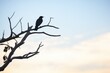 © stickerside - silhouette of a raven perched on a branch