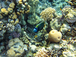 Pomacanthus imperator or Imperial angelfish in the expanse of the Red Sea coral reef