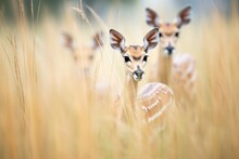 Gazelles Moving Through Tall Grass, Ears Pointed