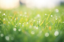 Dew On Green Grass Close-up