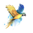 Tropical flying blue-yellow macaw parrot. Hand drawn watercolor botanical illustration. Isolated element on a blue spot background.