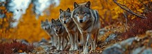 A Pack Of Wolves In The Fall Forest, A Close-up Look At Nature, Predators Hunting, And The Anxiety Of Being Attacked By Wild Animals