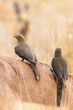 Red-billed Oxpecker (Buphagus erythrorhynchus) on Impala host in savannah bushveld Limpopo, South Africa