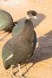 Southern Crested Guineafowl (Guttera edouardi) with flock at dawn in arid terrain, Limpopo, South Africa