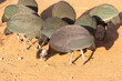 Flock of Southern Crested Guineafowl (Guttera edouardi) foraging at dawn, Limpopo, South Africa