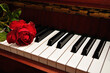 A single red rose displayed on piano keys