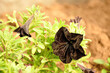 A black petunia in a garden