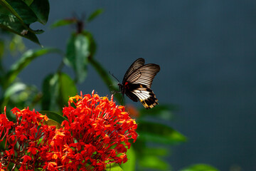 Wall Mural - Butterfly on a red flower in a garden in Indonesia