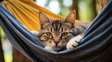 A Lazy Cat Lies In A Hammock On A Summer Day. A Pet Is Having A Vacation At A Resort.