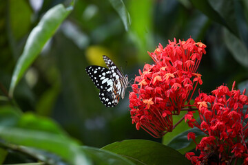 Wall Mural - Butterfly on a red flower in a garden in Indonesia