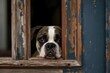 a bulldog dog is peeking out of a pet door.