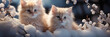 dois gatinhos bege juntos na neve - Panorâmico 