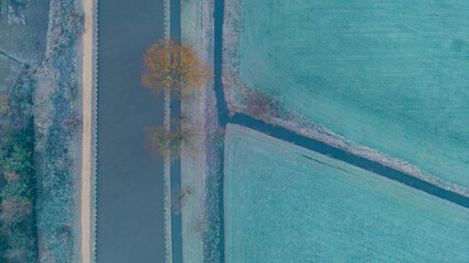 This aerial image captures the serene beauty of a solitary tree with golden autumn leaves, situated on a narrow strip of land nestled between two parallel waterways. The surrounding fields exhibit a