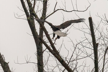 Wall Mural - Bald Eagle lands on a tree branch in the Delaware Water Gap National Recreation Area