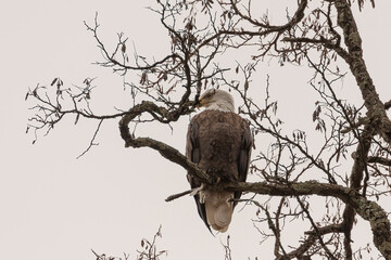 Wall Mural - Bald Eagle perched on a tree branch in the Delaware Water Gap National Recreation Area