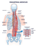 Fototapeta  - Paraspinal muscles as erector spinae or back muscular system outline diagram. Labeled educational vertebrae movement and support anatomy vector illustration. Spinal and torso backview detailed model.