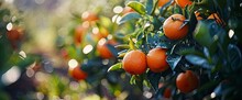 Orange Mandarin Tangerine Fruit Focus, Graphic Backgrounds, Art