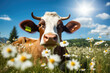 Cute cow on the meadow with daisies