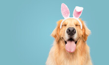 Golden Retriever Happy Smiling With Closed Eyes Blue Background  Bunny Dressed Ears Rabbit Easter Holiday
