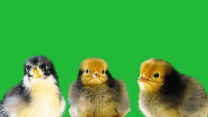 Wall Mural - close-up of a chick isolated on green screen