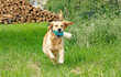 © Birgit Reitz-Hofmann - Golden Retriever running in the grass