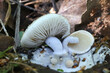 Powdery piggyback, Asterophora lycoperdoides, parasitic fungus growing on a brittlegill mushroom in Finland