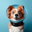 Surprised dog stand with a protective collar on blue background. ai generative