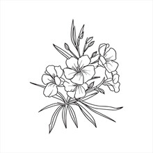 Decorative Abstract Oleander Hand-drawn Flower Bouquet Of Line Art Design. Easy Sketch Art Of Oleander Flower Outline.
