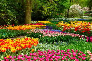 Poster - floral background - fresh spring lawn close up with hyacinth and tulip flowers