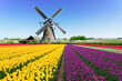 dutch windmill over yellow tulips field , Holland, retro toned